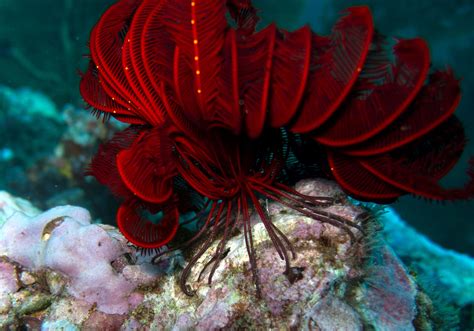 Their mouth is situated on the underside and their anus on top (except feather stars, sea cucumbers and some urchins). Echinoderms have tentacle-like structures called tube feet with suction pads situated at their extremities. These tube feet are hydraulically controlled by a remarkable vascular system. 